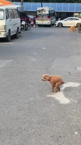 #cute #fyp #dog #xh #pet #thucung #poodle #cunyeu #funny #bunquystoc 