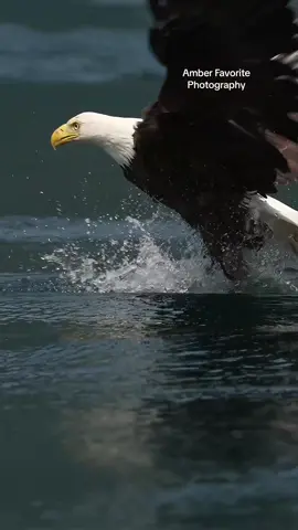 This Bald Eagle was so tired after it's dive into the water missing a fish that it sat floating in the rapids for a good 20 seconds before taking flight. You can see that it uses all of its energy to get out of the dangerous current, is able to grab a Hake fish right off the top, and as it's flying off decides to drop it because it doesn't have enough energy to get to a perch carrying such a large fish. Bald Eagles are amazing. #birdsinflight #raptor #baldeagle #birdsofprey #nature #wildlife #birds 