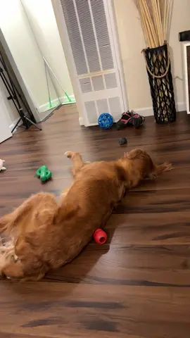 progression of katsu trying to eat peices of her toy and me catching her. then her pretending she didnt do anything. #goldenretriever #goldenretrieverlife #dogs 