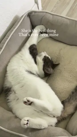 my daughter i swear #CapCut #cat #taylorswift #speaknowtaylorsversion #catsoftiktok 