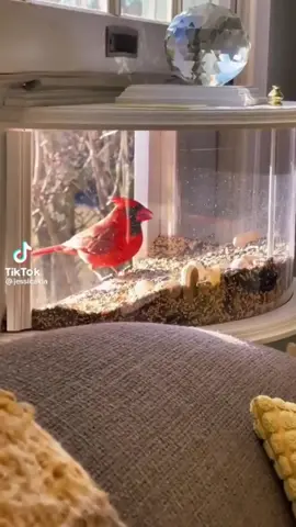 Bird feeder for windows 🐦🦉 Link in Bio #amazonfinds #homefinds #musthaves #birdfeeder #fyp #foryou 