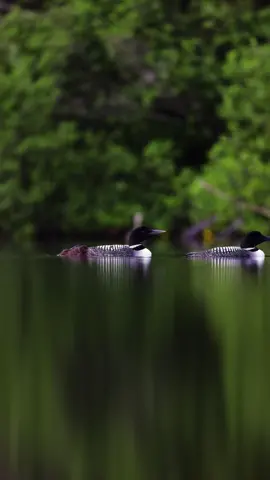 That leg shake though 😍🥹#loon #nature #bird #birder 