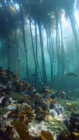 A magical and ethereal underwater forest in Cape Town. 😍💦🤿 Kelp forests like this are dotted around the Cape Peninsula. Considered to be some of the most dynamic ecosystems on the planet, they provide food and shelter to a plethora of marine life.  📸 @mermaid_danii found this magical spot off Rocklands Beach in Sea Point.