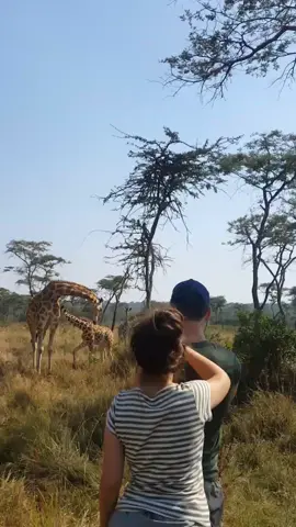 I love giraffes😍😍.. see how cool they are! #giraffes #safari #holiday #uganda #tour #adventure #tiktok #foryou #wildlife #nature #wildlifephotography #amazing #experience #