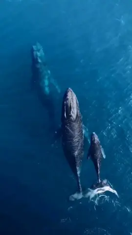 The last one is so unbelievable 😱 Follow us for more amazing places in the world 🌍 📍 Chocolate Hills, Philippines 🇵🇭 📍 Maldives 🇲🇻 📍Raja Ampat, Indonesia 🇮🇩 🎥: diyarshivayi, farawayfarers, ishotmaldives (DM us for removal or credits) 😀 #instatravel #discover  #beautifuldestination  #wanderlust #wanderer #touristattraction #visit #travel #instatravel #stay  #island #nature  #reels #travel #earth #mothernature #adventure #tourism #explore #traveltiktok #placesonearththatdontfeelreal #fyp #philippines  
