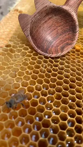 รวงผึ้งสวยๆ น้ำผึ้ง เน้นๆ#fyp #reel #reels #fypシ #fypシ゚ 