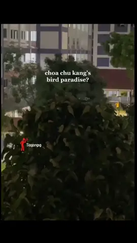 Tiagong no need go bird park liao #tiktok #foryoupage #fyp #foryou #viral #Love #funny #memes #followme #cute #fun #music #happy #fashion #follow #comedy #bestvideo #tiktok4fun #thisis4u #loveyoutiktok #tiagong #tiagongsg #singaporenews #singapore #singaporeans #singaporean #sgviral #viralvideos #sgfyp #sgtiktok #sgtrending #sgviral #singaporeviral #birdparadise #birdparadisesg 