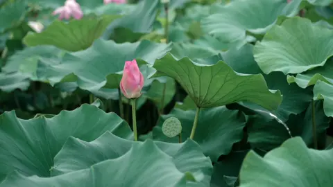 “ Những đầm sen rệu rã lặng bên trời. Vẫn nuối tiếc cái xuân thì chưa thỏa, Bông sen cuối mùa cô đơn buồn bã. Đâu biết mình đang cứu cả mùa đi! “ #tieuhan8686 #nhaccophong #nhactrungquoc #nhactrunghaynhat #nhactrungquoctamtrang #sen #小韓 #toptrending #xuhuongtiktok2023 