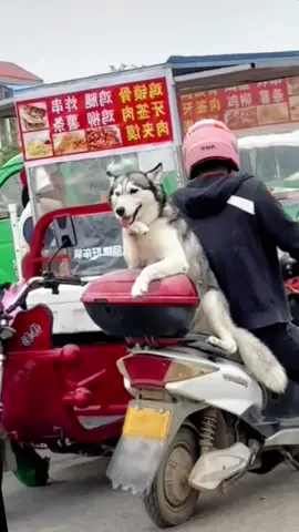 Thấy tao đủ kute chưa sen #haihuoc #giaitri #vuinhon #pets #funny #funnyvideo #fyp #fypシ #dog #dogs #dogsoftiktok #viral #chó #funnyvideos #funnydog #funnydogs 