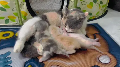 Có quá nhiều sự đáng yêu