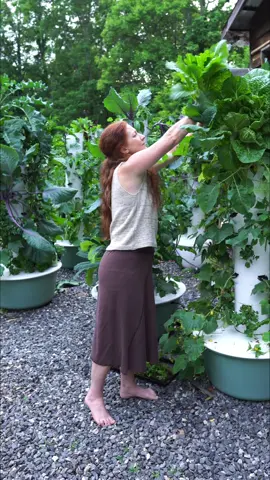 Backyard vertical farm using aeroponic towers in North Carolina. @The Aeroponic Tower Channel  #verticalfarming #aeroponics #towergarden #hydroponics #farming #gardening #agriculture #potager