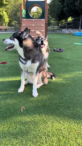 I think he’s low key been taking lessons from @Hugo The Malamute 🤷🏼‍♀️ #huskiesoftiktok #doglover #huskylife #huskylove #dogsoftiktokviral #husky #talkinghusky #viral #dogs #dogsoftiktok 
