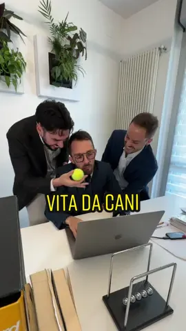 Vita da cani 🐶💼 #perte #lavoro #vitadacani #meme #comicità