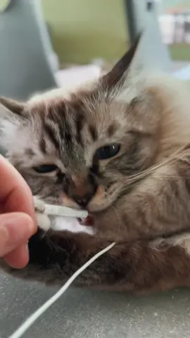 Katzen- ASMR 🤓🌷  #asmr #asmrsounds #asmrvideo #asmrkatze #fy #fyp #tiere #katzen #ragdoll #stubentiger 