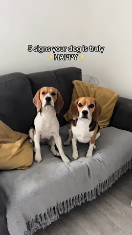 How many of these does your dog do? 🐾 #dog #dogsoftiktok #tiktokdogs #dogtok #dogobsessed #beagle #beaglesoftiktok 