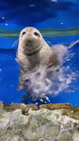 seal splashing you😳🌊🌊