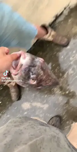 Sorry  @Randy Boudreaux i needed to see this to this sound lmaoooo.  #fish #whoops #release #terrible 