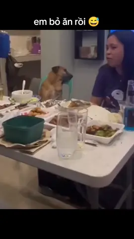 #haihuoc #dongvat #dongvatdethuong #dongvatdangyeu #chóhàihước #videovui #nhữngvideohàihước #chóđútrend #videovui #haihuocvideo #giaitrimoingay❤️❤️❤️ 