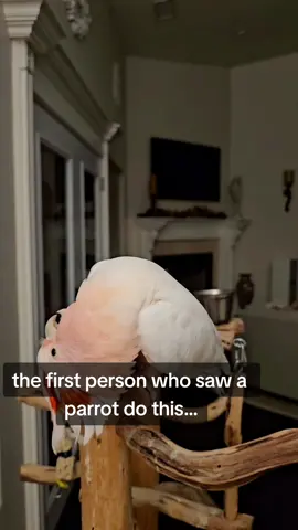 #birdsoftiktok #parrotsoftiktok #parrot #majormitchellcockatoo #cockatoolife #pinkcockatoo #funnypets #cockatoo #exoticpets #PetsOfTikTok #talkingparrot 