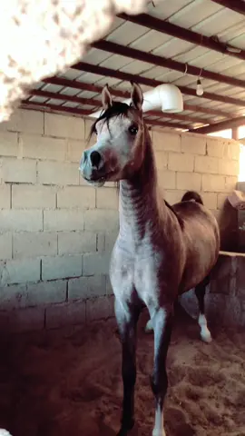 المهر الجميل قسورة ابن الكساندر  ربي يبارك يارب به اذكرو الله عليه ❤️  #خيل #جمال #مربط_خيول #القصيم_بريده_عنيزه_الرس_البكيرية #لايك__explore___ #اكسبلورexplore #يالبيه #ترند_تيك_توك #تصاميم #تصويري #هشتاقاتي_الترند_المشهور 