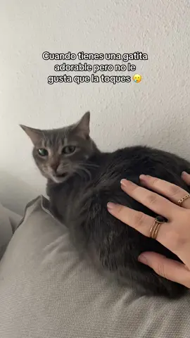 Se posa toda mullidita a mi lado pero no le gusta que la acaricien 🥺🥺 #michi #gatitos #gatostiktok #gatosenfadados 