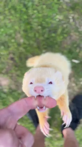 Bobson just never wants me to go 😬😅🐾 #ferret #ferretsoftiktok #ferretlife #pets #PetsOfTikTok #ferrets #fypシ #fyp #foryou #ferretsoftiktokيادة #ferretsforever #ferretvideos #fluffnoodle #bite 