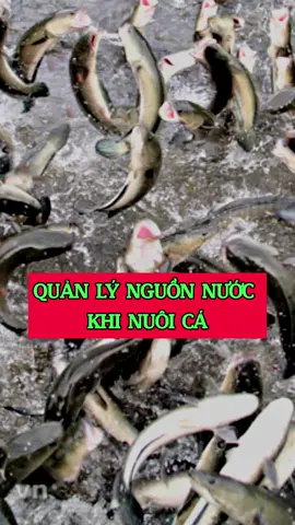 Quản lý nguồn nước để nuôi cá làm khô hiệu quả #khotienphuong #khoinghiep #ocop #bathucgroup #xuhuongtiktok