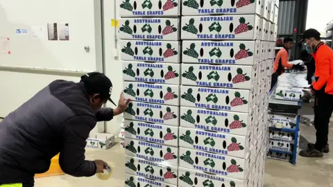 #CapCut  Làm farm ở Úc rất vui 🇦🇺 #farm #462 #australia #video 