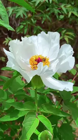 #花 #綺麗 #goodmorning #beautifulflower #scenery #お花のある暮らし #美しい景色 