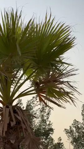 #ناوان_الباحه #اكسبلورexplore 