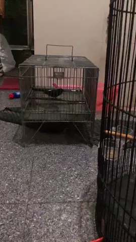 Habis jalan-jalan mandi dulu ya lee wkwk  #muraibatu#jokiburung#fyourpage#kicaumania#indonesia🇮🇩#virall#gantangan#burunglomba#burungprestasi 