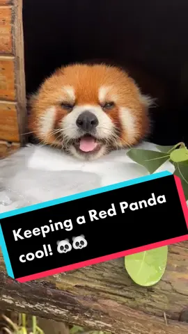 How to keep a Red Panda cool this summer! 🐼🐼 #redpanda #cuteredpanda #funnyzoo #redpandazookeeper #zookeeper #redpandacute #funnyredpanda #redpandas #funnyanimals #cuteanimals #zoo 
