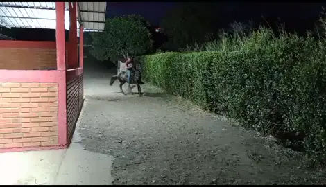 Resplandor ☀️🐴 #caballos #caballosfinos #caballoscolombia 🇨🇴