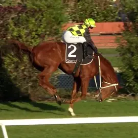 🤯🤯🤯 WOW!!! 🤯🤯🤯 #kentuckyderby #horseracing #breederscup #horse #secretariat #secretariathorse #riding #horsemanship #rodeo 