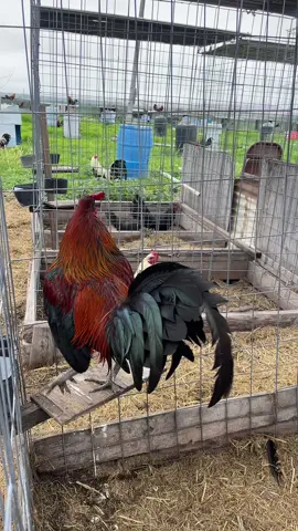 #gallosdespringgrove 
