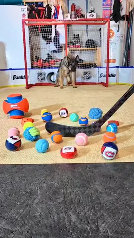 Locked in 🏒 . 🎥 @maggiethegoalie . #EXTREME #UNREEL #Dogs #GermanShepherd #Puppies 