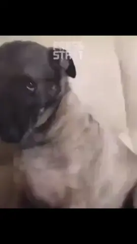 #CapCut #animals #dogsoftiktok #uzgunvideolar #uzgun #uzgunkopek 