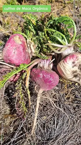 cultivo de Maca Negra Orgánica desde los Andes del Perú  #macanegra #agricultura #organico #energía #cultivodemaca #nutricion  #saan 