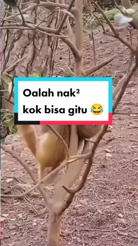 bocil monyet kesangkot😀 #kebunbinatang #monyetlucu #kocak #ngakakkocak #viralvideo #trend2023 #tamansafari #anakmonyet #binatanglucu 