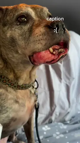 Part 1: If you haven't seen already, king is one of our pups, he has gingival hyperplasia whicu causes his gums to have serious overgrowth, causing them to bleed, pain, for him to not be able to chew bones, and takes motivation to get him to eat sometimes. I've started a gofundme as well as my cashapp. 2 years back they gave us an estimate of anywhere from 6.5k-10k. Which made me lose motivation in posting and never got enough to pay for the surgery. I now realize that it wasn't an option to stop, and I won't this time, hes the sweetest boy and deserves to be happy and pain-free. We've already gotten $827 in one say, and i'm so thankful for everyone helping, seriously<33 Let's keep pushing this across the fyp and get him the help he needs. cashapp: rqvyne gofundme: in bio as well as the comments  (theres more information in other videos, on the gofundme, as well as on our instagram, if you have any questions please ask) #dogsoftiktok #dog #dogs #surgery #gofundme #help #animalsoftiktok #raisemoney #kingssurgery 