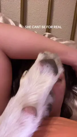 #dogsoftiktok #sleepingdog #husky 