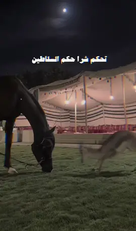 @عـبدالمجيدI مربط الفيروز🐎 #خيل #غزال #الوليد_ال_عامر #foryou #ترند #fypシ #اكسبلورر #explor 