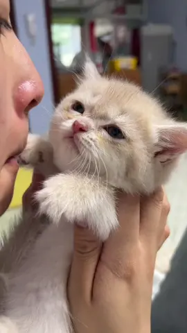 ##cute #cat  
