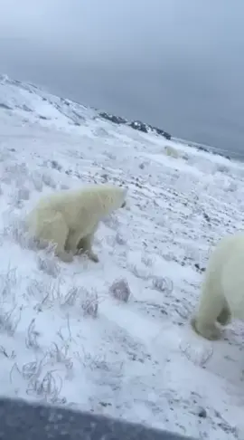 #bear #polarbear #dangerous #drunk #deadly 