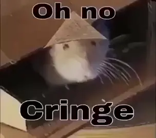 #LearnOnTikTok #xuhuong2023 #xuhuong2022 #xuhuong #radommeme #meme #memes #meme #viral #memes #meme 