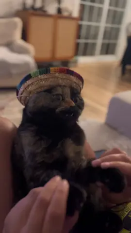 Spanish lessons with Cleo 😹 #gracias #catsoftiktok #cat #sombrero #talkingcat #cute #funny #catvideo 