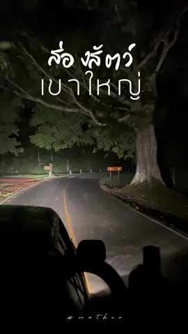 มานั่งรถส่องสัตว์กลางคืน Night Safari ที่ อช.เขาใหญ่กัน 🛻เป็นรถกระบะดัดแปลงของชาวบ้าน ที่ทำงานร่วมกับอช. 🛻คันละ 600.- นั่งได้ 10คน 🛻ช่วงเวลามี 2รอบให้เลือก คือ 19.00น. และ 20.00น. 🛻ติดต่อได้ที่ศูนย์บริการนักท่องเที่ยว อช.เขาใหญ่  #มาเธอ #ตามฉันมา #mather #nightsafari #ส่องสัตว์ #เขาใหญ่ #อุทยานแห่งชาติเขาใหญ่ 