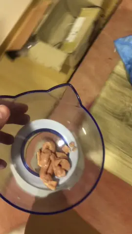 อย่างน้อยลูชันก่เก่งเหมือนหมา 🤣😂🤣 #Zero #1ปี1วัน #เด็กอ้วน #ทาสแมว #ไอ้แมวดื้อ #นั่งรอข้าวเป็น #แมวขี้โวยวาย #ซีโร่เป็นแมวตลก🐱🙊🐒 