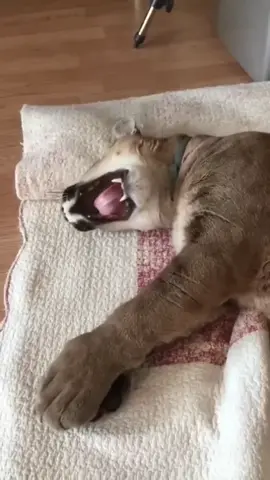 Puma Messi sooooo cute😍❤️#funny #funnyvideos #pet #trending #trend