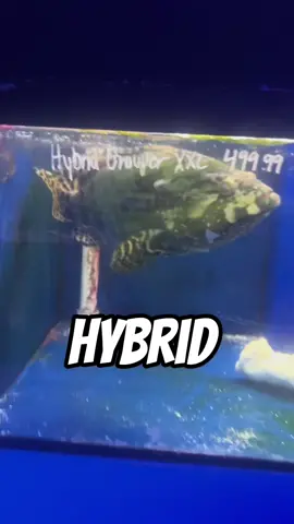 i May have messed up…..  #viral #abcxyz #fyp #monsterfish #grouper #hybridgrouper 